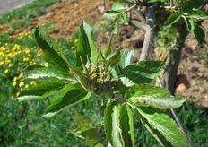 De vlierbessen beginnen al te groeien. Door het warme voorjaar eerder dan normaal.