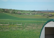 Achter het ene vlierbessenveld ligt ook een tweede veld.
