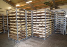 Veel kazen in de opslag.