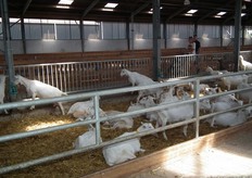 Een deel van de geiten in de stal.
