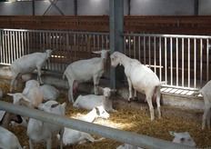 Sommigen pikken in de stal een straaltje zon mee.