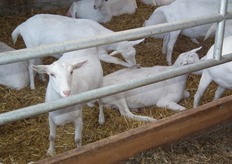 Handig, je poot wassen met hulp van één van de medebewoners van de Mèkkerstee.