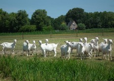 De geiten gaan in een groepje de wei in.