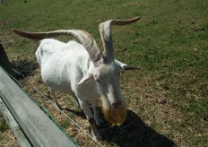 Daar is ook een letterlijke 'oude bok' te vinden.