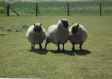 Schapen mogen ook niet ontbreken.