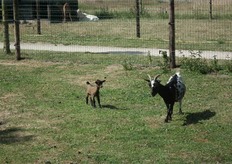 Een paar geitjes naast de oprijlaan.