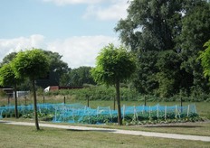 Op de zorgboerderij worden ook wat groenten geteeld.