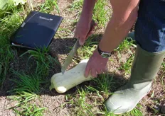 WUR-onderzoeker Kees van Wijk laat zien waarom de butternut-pompoen zo geschikt is voor de industrie.