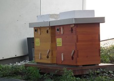 "De imker oogst geen honing voor consumptie. "Het overschot aan honing breng ik naar een plek waar weinig voedsel is voor onze bijen."