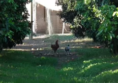 Ook lopen er wat kippen rond.