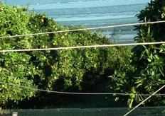 Deze netten beschermen de bomen en vruchten tegen hagel.