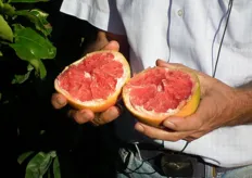 Proeven van het grapefruit, vers van de boom.