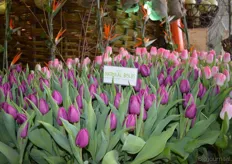 Er werden onder meer 27.000 tulpen van Natural Bulbs gepresenteerd in het Ecodome.