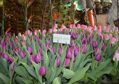 Er werden onder meer 27.000 tulpen van Natural Bulbs gepresenteerd in het Ecodome.
