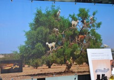 "Deze foto staat ook op de folder van Argan Acounna Agadir. "Hier herkennen veel mensen ons product aan."