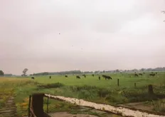 "De overige runderen lopen allemaal buiten, maar konden bezichtigd worden door een rondje met de huifkar langs alle velden te maken."