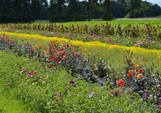 Het is een kleurrijke bedoeling in het zonovergoten bloemenveld.