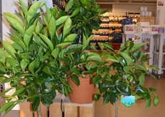 "Het enige wat nog ontbreekt is een biologisch tuincentrum," aldus één van de medewerkers. Hier is het begin."