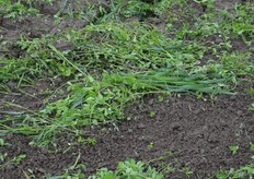 Het resultaat van de demonstratie in het veld met luzerne.
