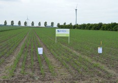 Het demoveld met uien waarop Profytodsd/Pireco een uiendemo gaf, over 'wortelactivering door stimulering'.