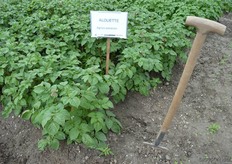 Eén van de rassen die men kon bekijken is de Alouette van Agrico.