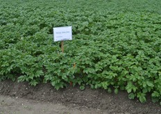 "De Miss Malina blijft nog iets achter in de groei, vergeleken met de andere rassen."