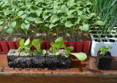 "Herman: "We verkopen de plantjes zowel los als op reep." Hij geeft aan dat de plantjes sinds 2 jaar ook op reep verkrijgbaar zijn."