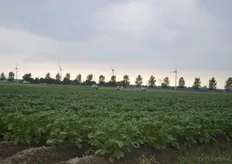 Een kijkje in het aardappelveld.