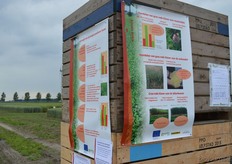 De voordelen van gras-rode klaver.