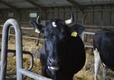 Ook de koeien van de Zonnehoeve toonden de nodige belangstelling voor de gasten.