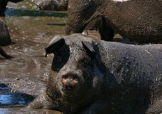 Jan Overesch van Overesch Ecologische Landbouw in Raalte geeft aan dat de open dag van zondag 18 juni zeer succesvol verlopen is. Onder stralende weersomstandigheden konden de vele bezoekers genieten van de varkens en biggetjes.