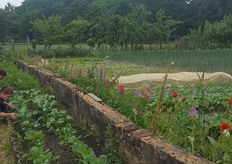 Bionext-medewerker Sabine Horsting (Campagnes & projecten) bracht zelf een bezoek aan Tuinderij Eyckenstein in Maartensdijk. Ze stuurde verschillende foto’s in.