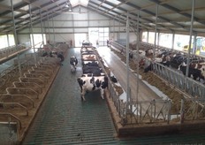 Geïnteresseerden bekeken de nieuwe melkveestal waar de koeien met een melkrobot gemolken worden.