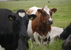 Centraal stond de vraag waarom kiezen voor een biologische bedrijfsvoering (als boer) en biologische voeding (als consument). Tijdens de rondleidingen kregen de bezoekers door praktische voorbeelden te zien waar het bij biologisch boeren om gaat. Waarom het bijvoorbeeld goed is dat koeien buiten lopen. Dit is niet alleen beter voor de koeien maar ook voor het bodemleven, de weidevogels, alle insecten et cetera. Biologische boeren kijken echt naar het totaal plaatje.