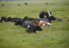Naast vertier, gezelligheid en lekker eten was er op de open dag ook ruimte voor actuele thema’s als fosfaat en zeldzame huisdierrassen. De strijd rond de fosfaat wetgeving is nog steeds gaande, zeker voor boerderij Louwsmar erg actueel. Biologische boeren voldoen al aan de veel strengere Europese regels met betrekking tot fosfaat en mest. Toch worden ook zij gekort. Concreet betekent dit voor Boerderij Louwsmar dat er 20 koeien naar de slager moeten. Omdat de familie Engwerda het niet eens is met het beleid uit Den Haag en bovendien omdat zij zeldzame Fries Roodbonte en bedreigde Fries Hollandse koeienrassen houden, hebben ze dit niet gedaan. Gevolg een boete van 8.600 euro, die nog steeds oploopt. Zouden de regels werkelijk doorgaan zoals Staatsecretaris van Dam voorstelt dan betekent dit het einde van Boerderij Louwsmar. Diverse rechtszaken lopen nog, maar of er in de toekomst nog een Boerderij Louwsmar is blijft voorlopig afwachten.