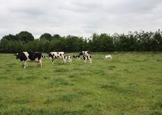"Kortom het was een leuke open dag met voor iedereen iets leuks te doen. De open dag is goed bezocht en de mensen waren enthousiast over het bedrijf, de activiteiten en de kaas."