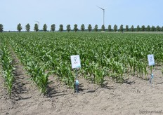 Joy, een ultra vroege maissoort. Indien Joy in mei wordt gezaaid, kan in september al geoogst worden. Zo blijft er ruimte over voor winterteelt.
