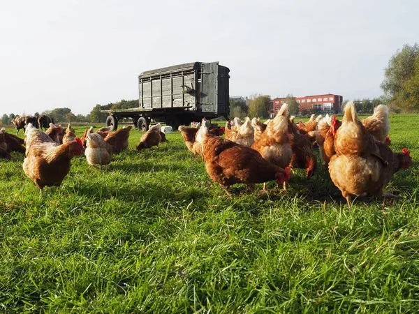 douche voorzien galblaas Biologische sector pleit voor vaccinatie tegen vogelgriep
