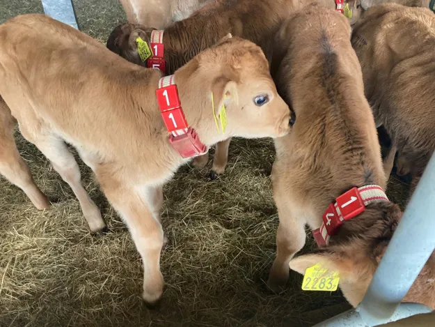 Maan Versterken Bezem Biologische boeren met Jersey koeien gezocht