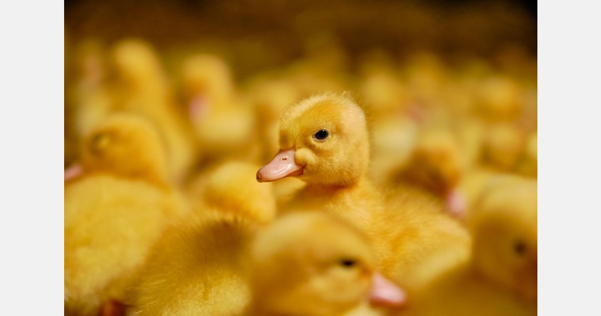 Vogelgriep vastgesteld in Lunteren - BioJournaal.nl