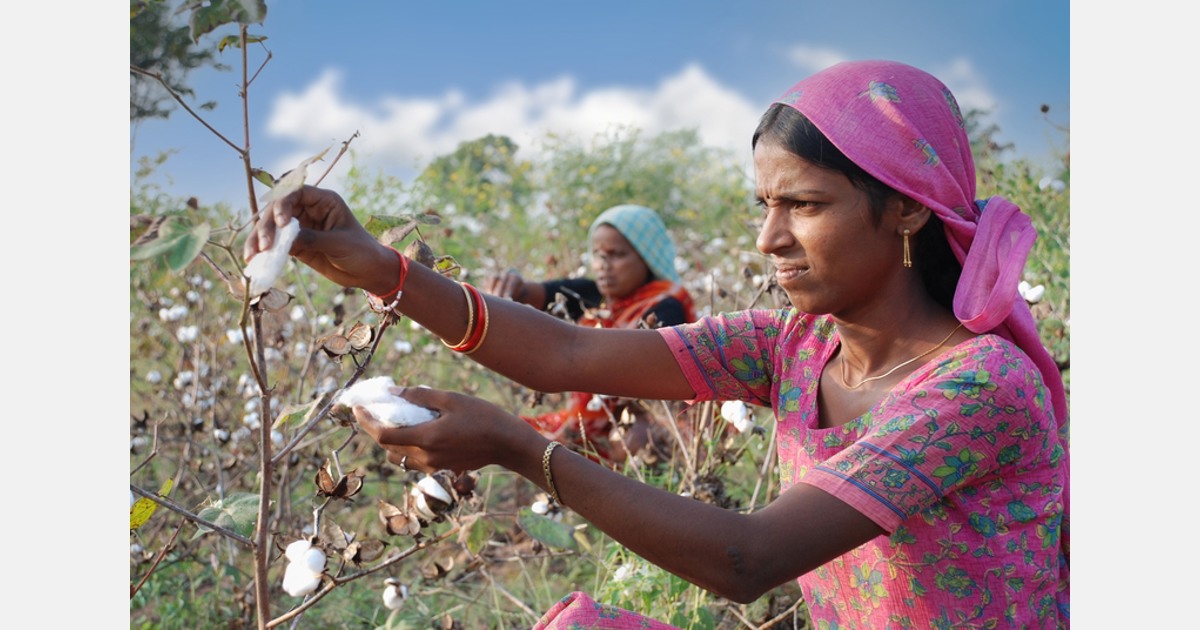Die S.Oliver Group unterstützt fast 400 Bauern in Indien beim Anbau von Bio-Baumwolle