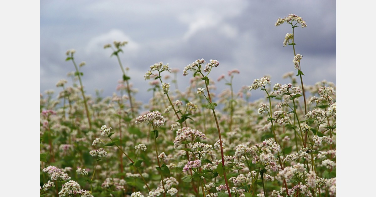 "Je bent wat je eet en dat geldt ook voor een plant"