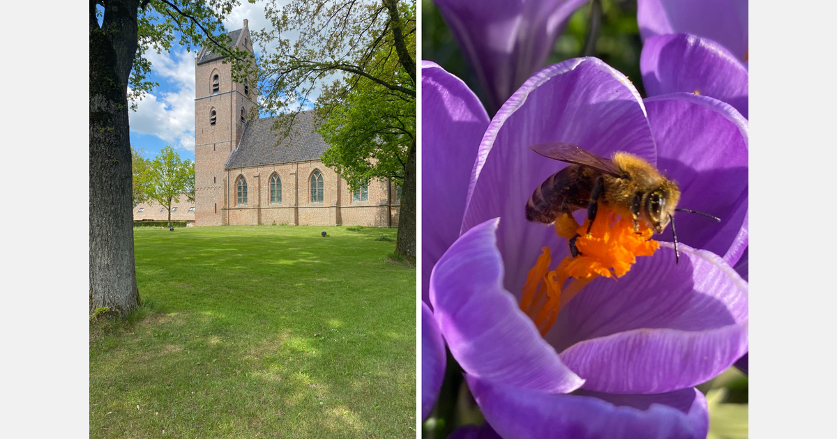 Vledder plant 1.725 biologische bloembollen bij Johannes de Doperkerk