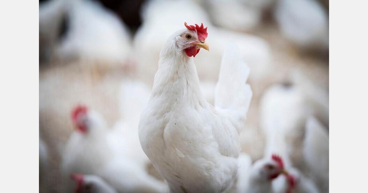 Vogelgriep vastgesteld in Bennekom en Swifterbant