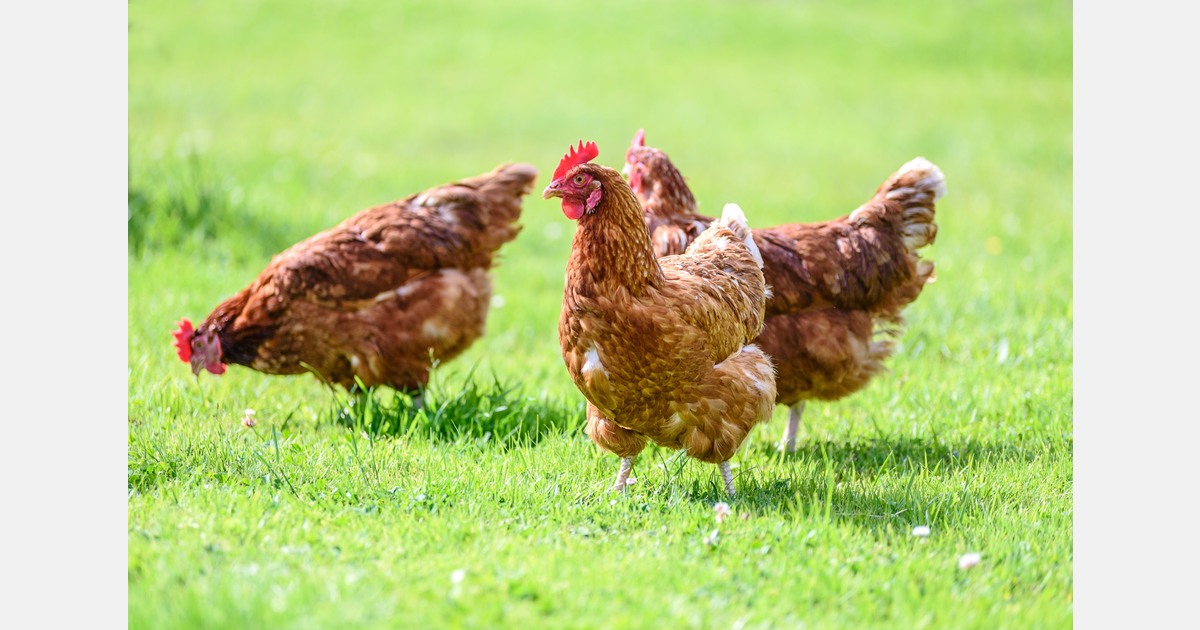 Biocertificaat pluimveehouderij Wehl blijft geldig, Rechter verklaart bezwaren ongegrond