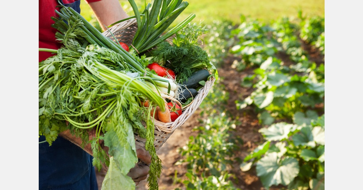 Zelfoogsttuin Wortels in Ulvenhout veilig op eigen grond