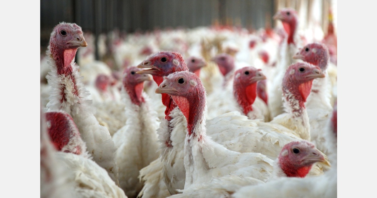 Vogelgriep vastgesteld op kalkoenenbedrijf in Ysselsteyn