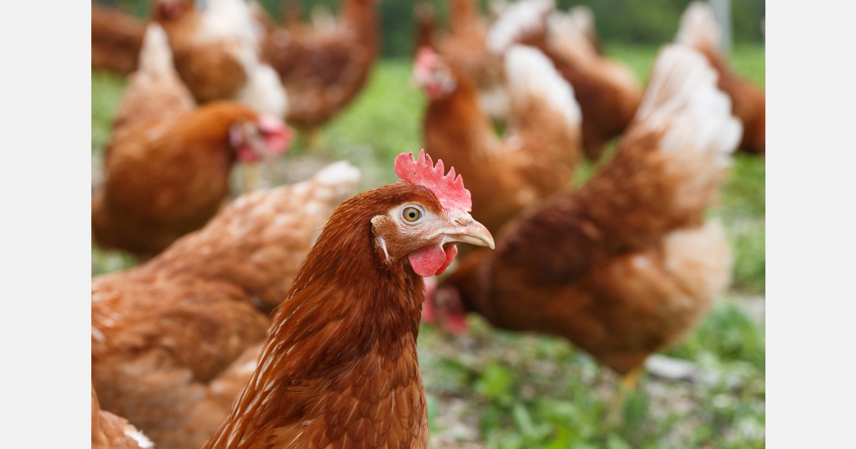 Vogelgriep vastgesteld bij pluimveebedrijf in Uithuizermeeden