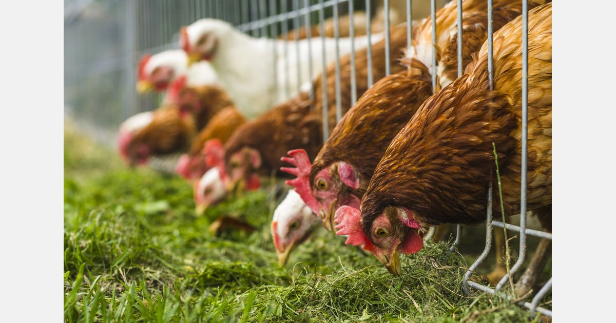 Vogelgriep vastgesteld in Oisterwijk en Maasland; monitoring aangescherpt