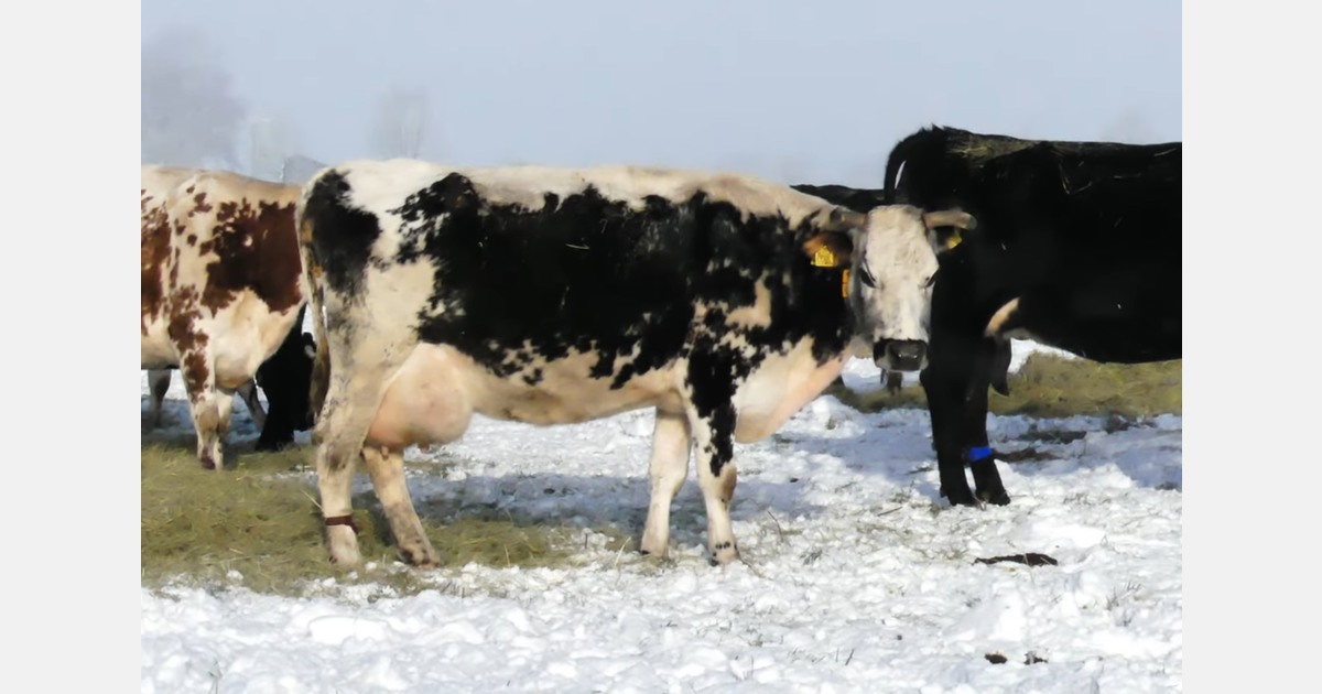 Jaarrond beweiden sluit naadloos aan bij biologische bedrijfsvoering in Dalfsen